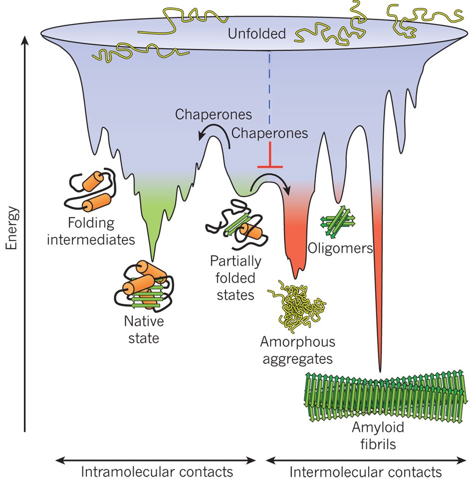 Protein Folding Funnel 