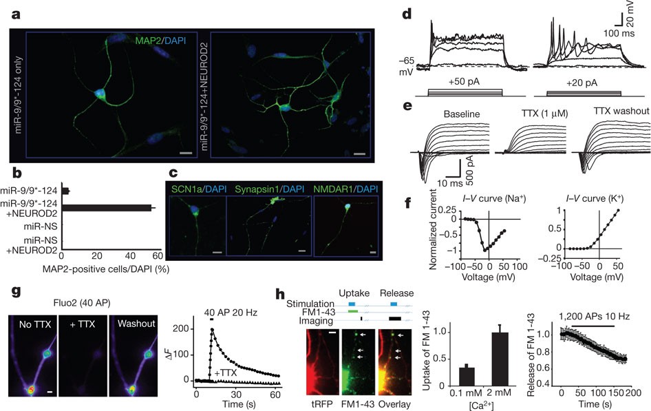 MicroRNA-mediated conversion of human fibroblasts to neurons