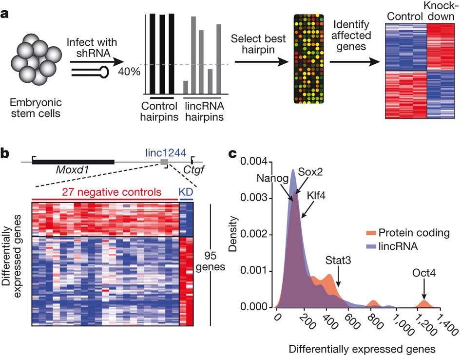 Lincrnas Act In The Circuitry Controlling Pluripotency And Differentiation Nature