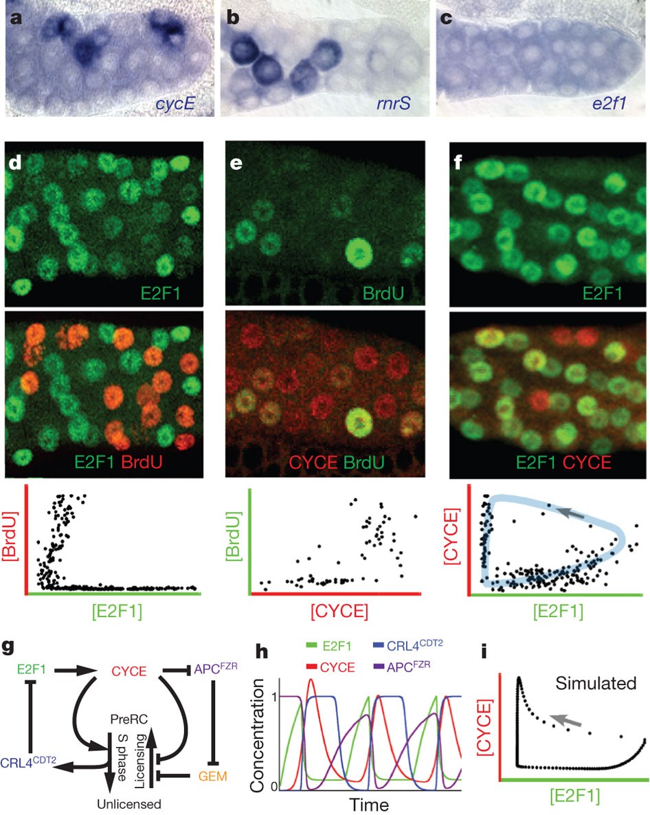 Control of Drosophila endocycles by E2F and CRL4CDT2 | Nature