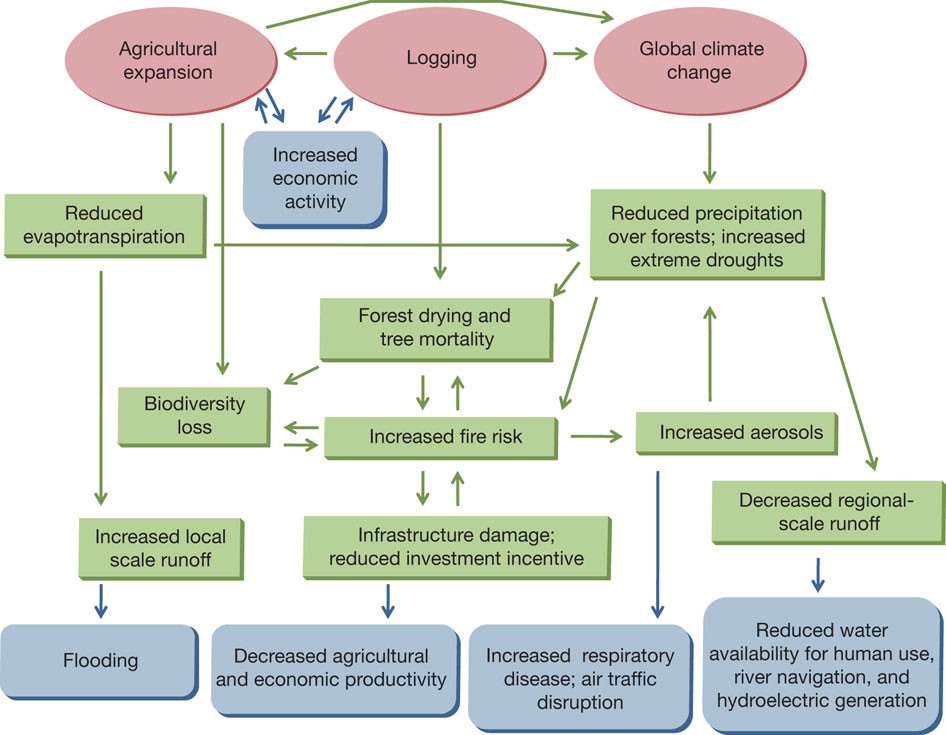 The Amazon basin in transition | Nature