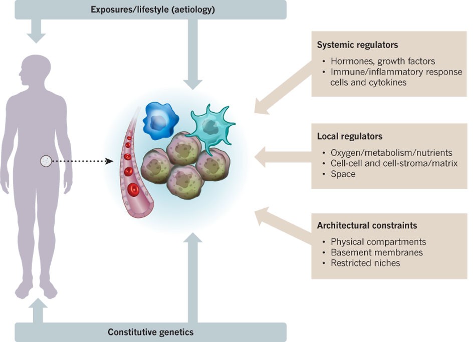 Copy number architectures define treatment-mediated selection of lethal  prostate cancer clones