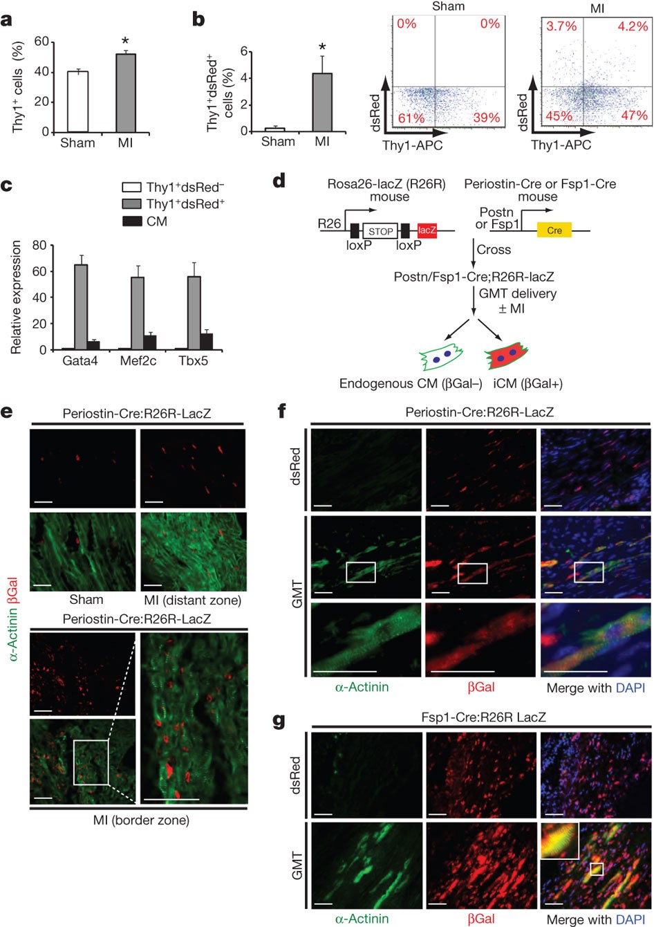 cardiac fibroblasts In vivo of into ... murine reprogramming In cardiac vivo fibroblasts of reprogramming into murine ...