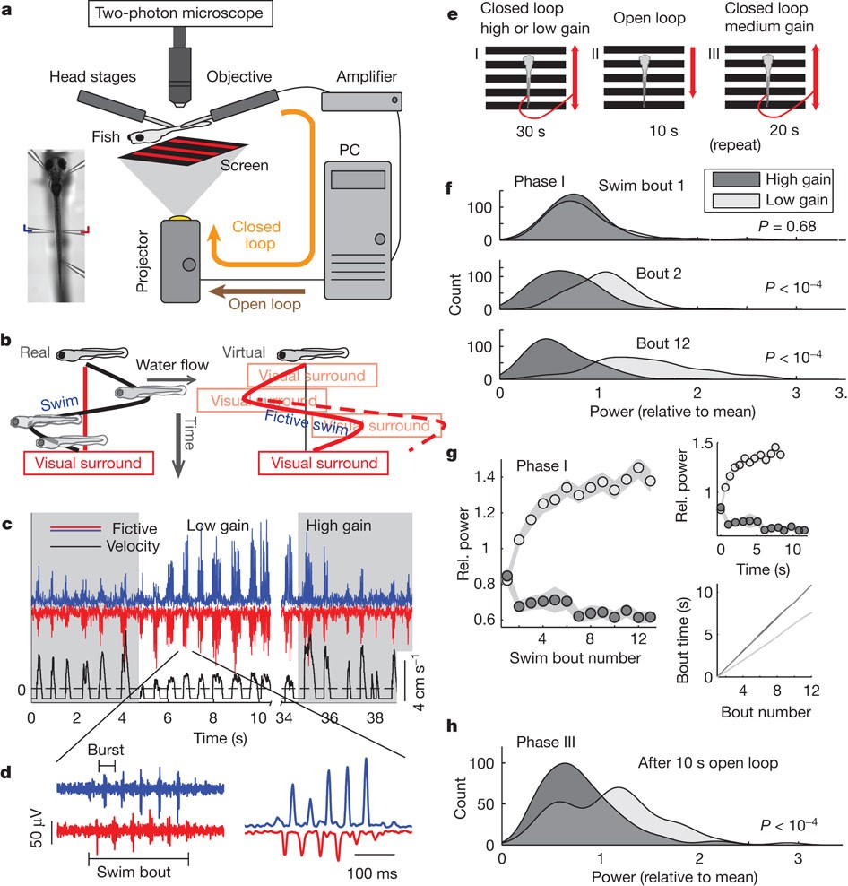 Brain-wide neuronal dynamics during motor adaptation in zebrafish | Nature