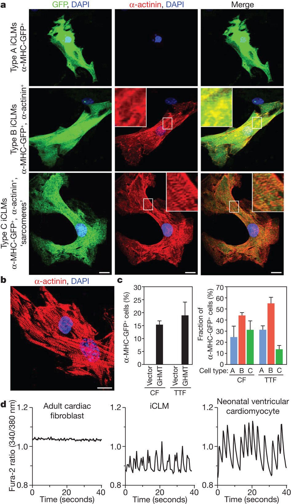 Heart repair by reprogramming non-myocytes with cardiac transcription  factors | Nature
