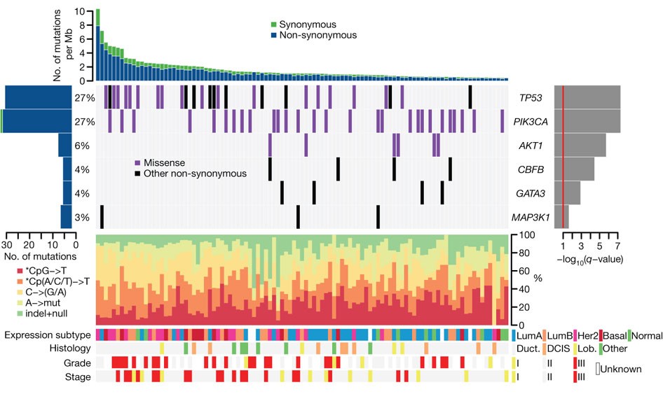 Sequence analysis of mutations and translocations across breast cancer  subtypes | Nature