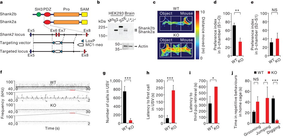 Autism Therapy Social Behavior Restored >> Autistic Like Social Behaviour In Shank2 Mutant Mice Autism Therapy Social Behavior Restored >> Autistic Like Social Behaviour In Shank2 Mutant Mice