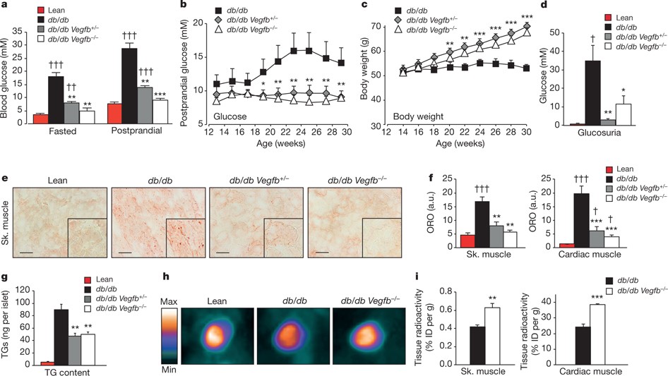 Targeting VEGF-B as a novel treatment for insulin resistance and type 2  diabetes | Nature