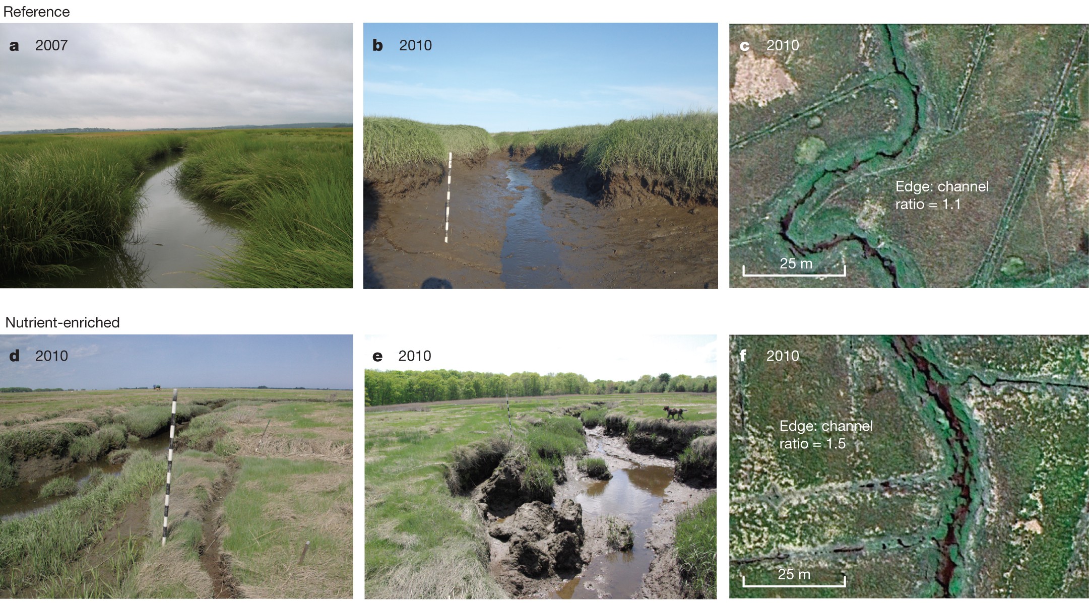Coastal eutrophication as a driver of salt marsh loss | Nature