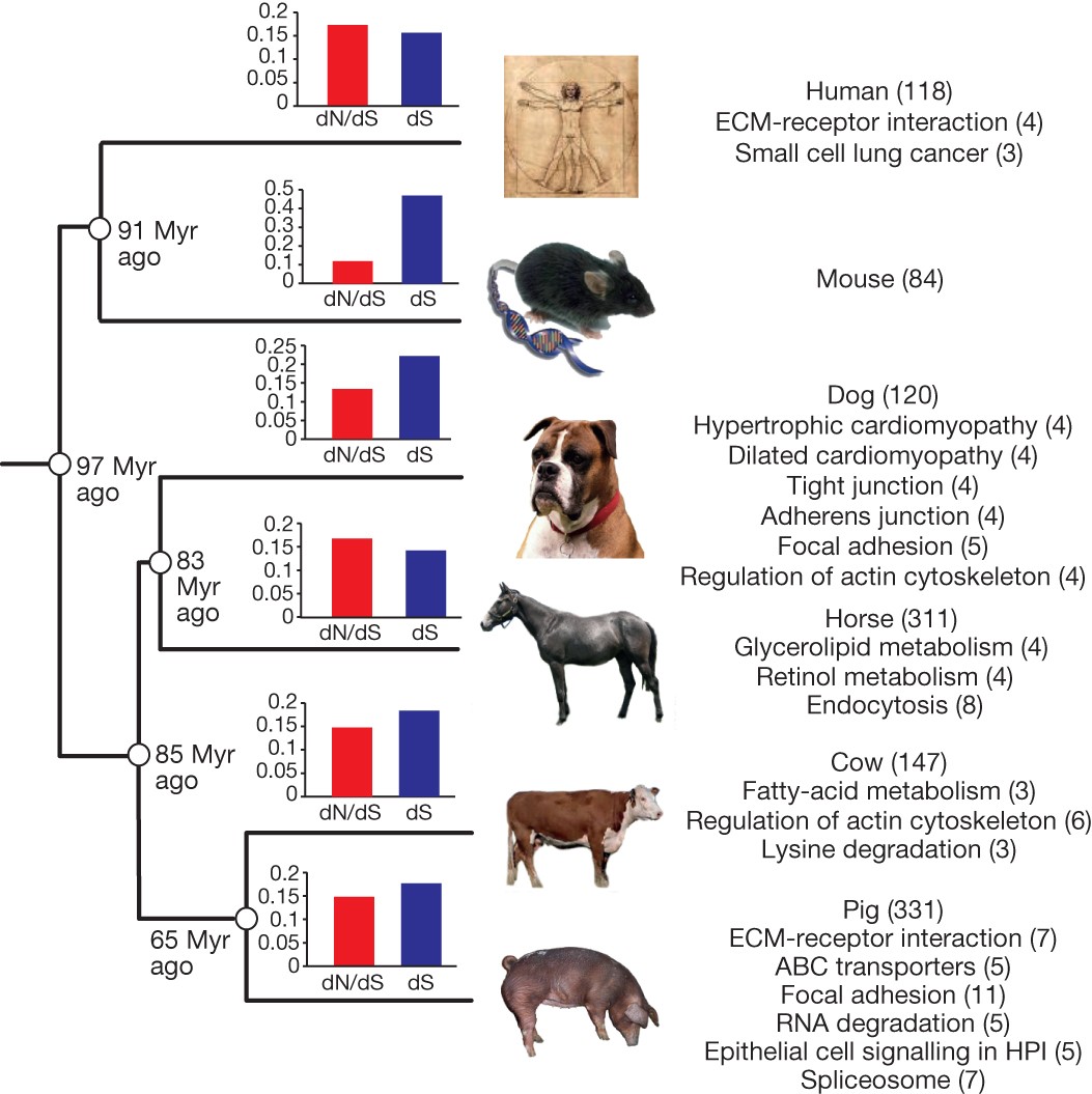 Analyses of pig genomes provide insight into porcine demography and evolution | Nature Analyses of pig genomes provide insight into porcine demography and evolution | Nature