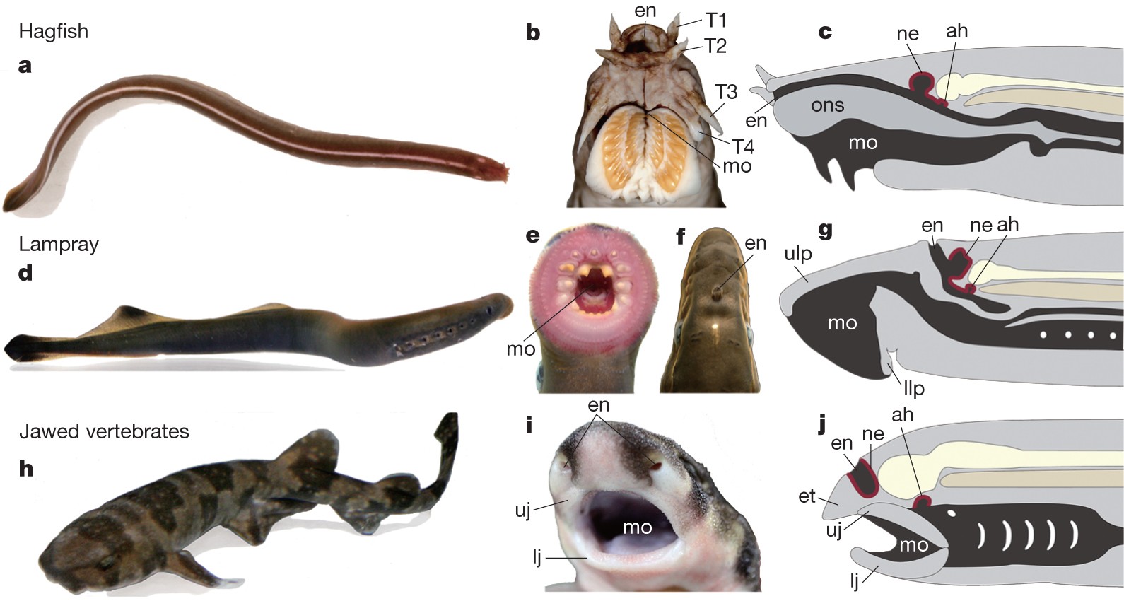 Craniofacial development of hagfishes and the evolution of vertebrates |  Nature