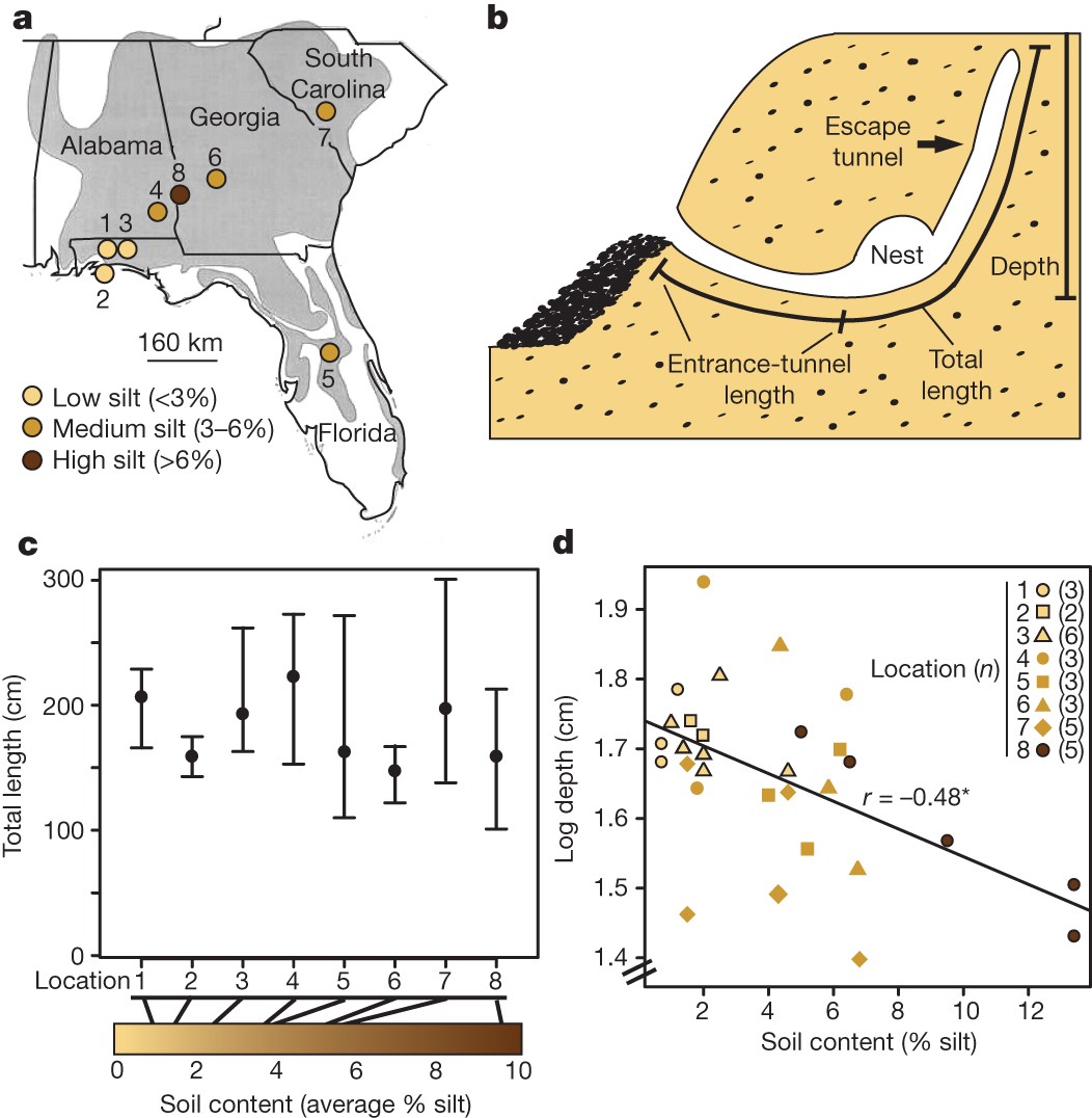 Discrete genetic modules are responsible for complex burrow evolution in  Peromyscus mice | Nature