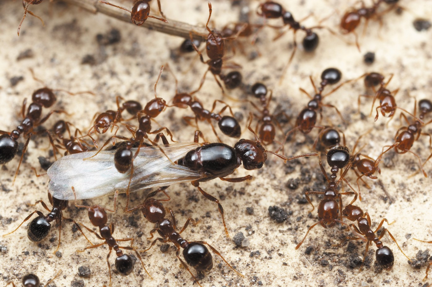 Крылатых муравьев. Муравьиная матка рыжих муравьев. Муравьи общественные насекомые. Крылатые муравьи. Матка рыжего муравья.