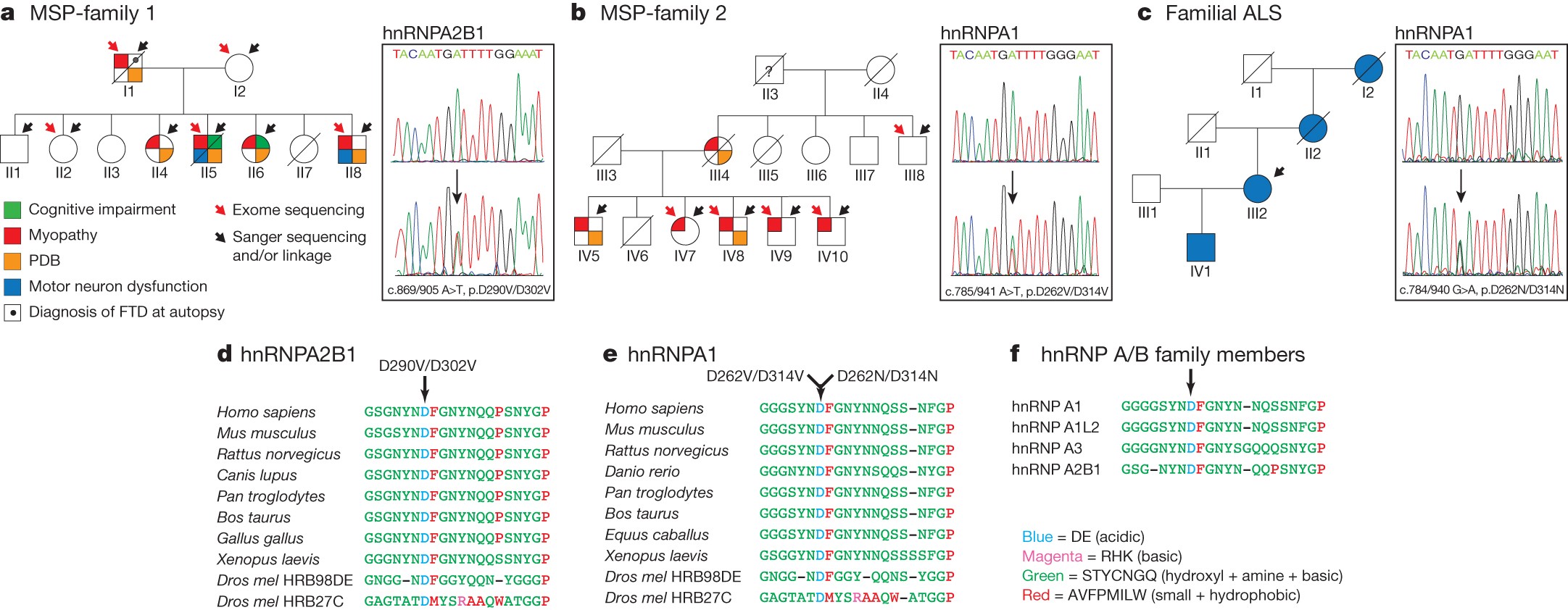 Mutations in prion-like domains in hnRNPA2B1 and hnRNPA1 cause multisystem  proteinopathy and ALS | Nature