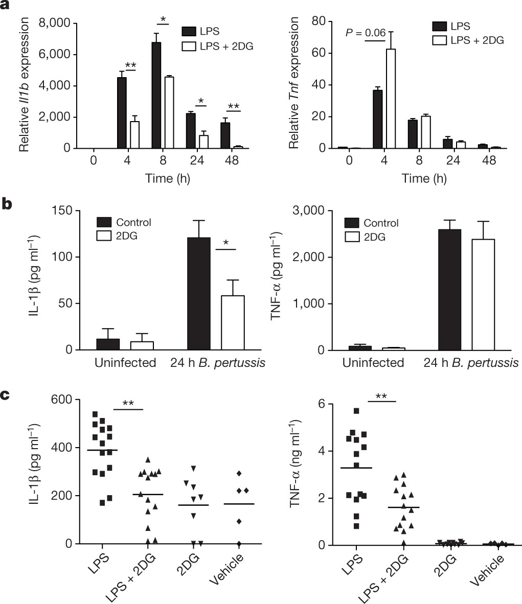 Succinate is an inflammatory signal that induces IL-1β through HIF-1α |  Nature