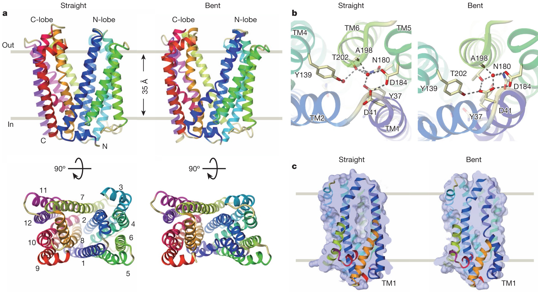 Structural basis for the drug extrusion mechanism by a MATE multidrug  transporter | Nature