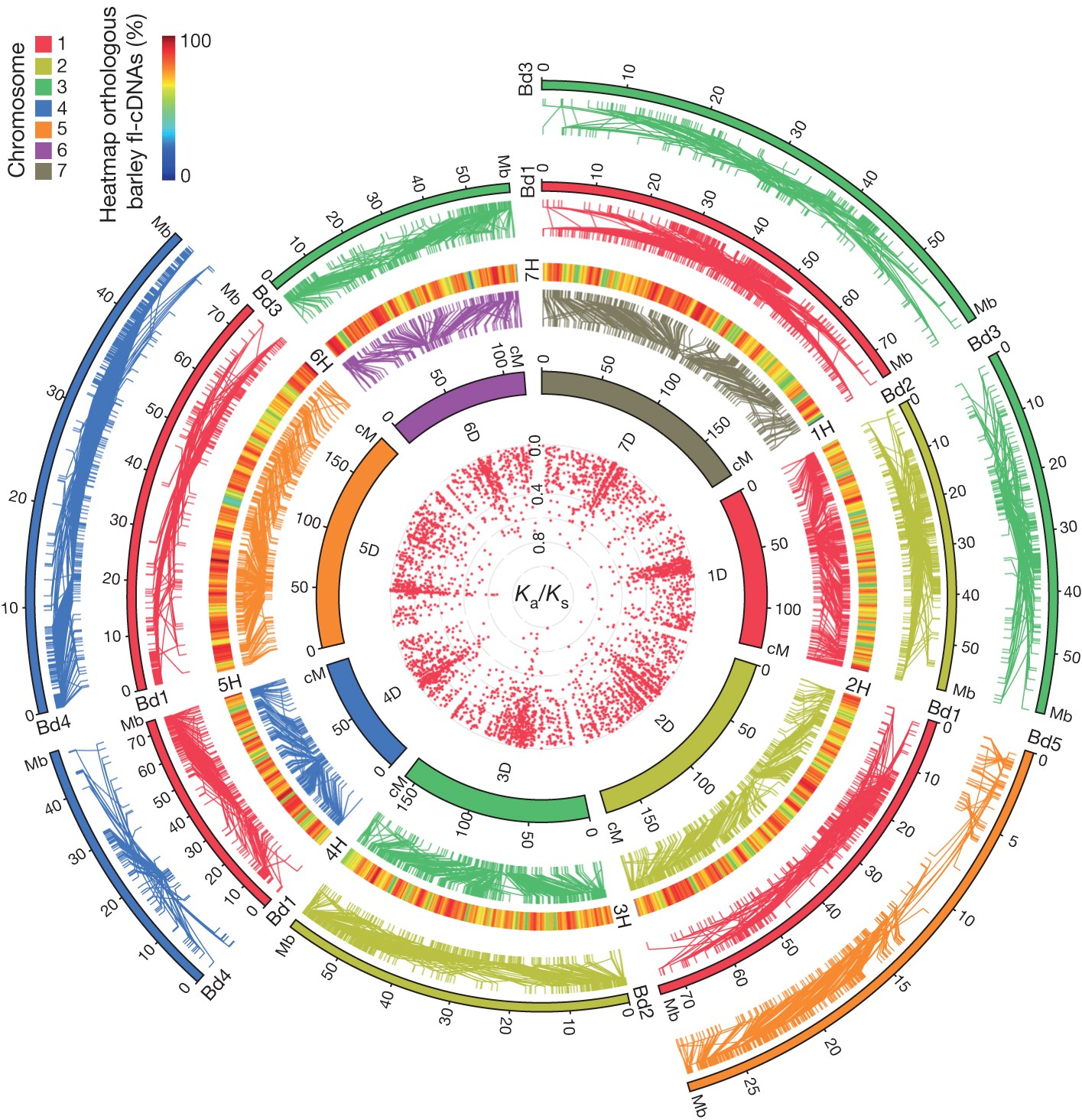 Aegilops Tauschii Draft Genome Sequence Reveals A Gene Repertoire For Wheat Adaptation Nature Aegilops Tauschii Draft Genome Sequence Reveals A Gene Repertoire For Wheat Adaptation Nature