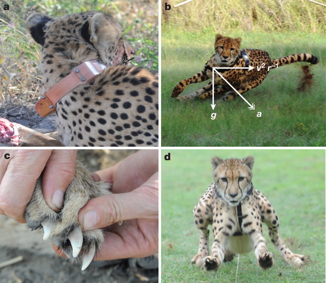 Locomotion dynamics of hunting in wild cheetahs | Nature