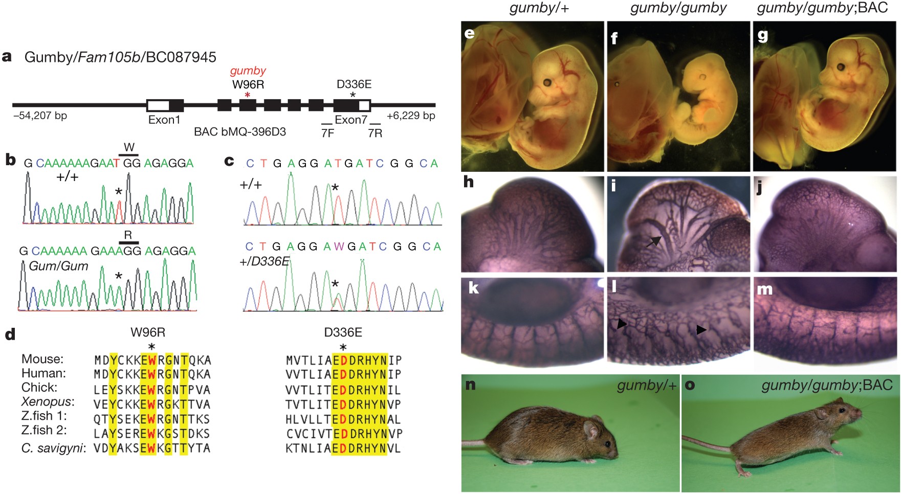 The Linear Ubiquitin Specific Deubiquitinase Gumby Regulates Angiogenesis Nature