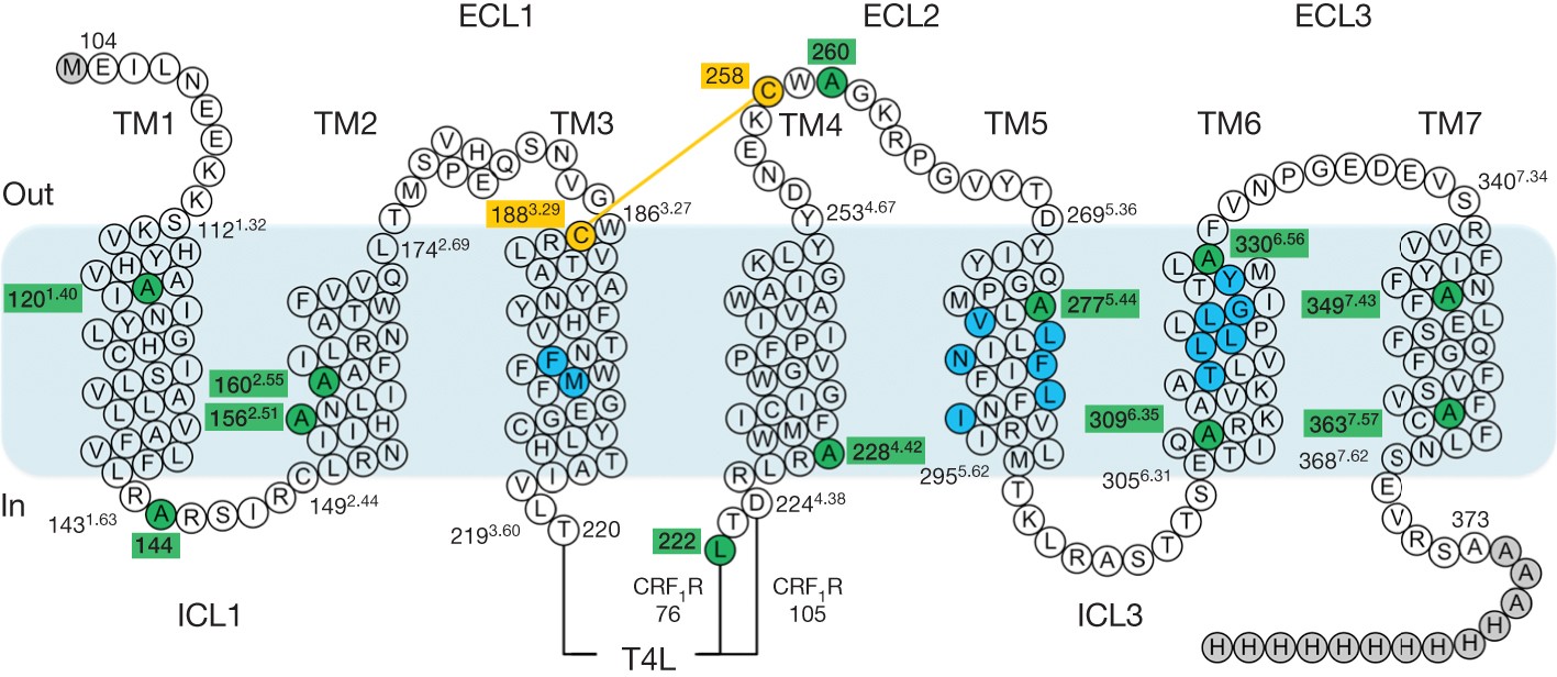 Structure of class B GPCR corticotropin-releasing factor receptor 1 | Nature