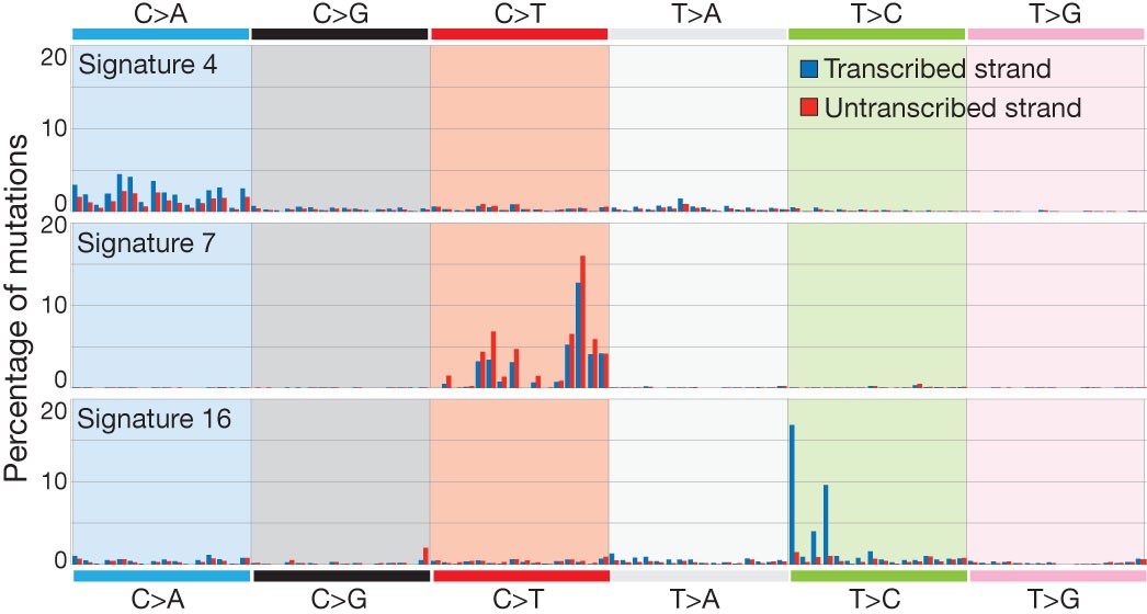 Figure 5: Selected mutational signatures with strong transcriptional strand bias.