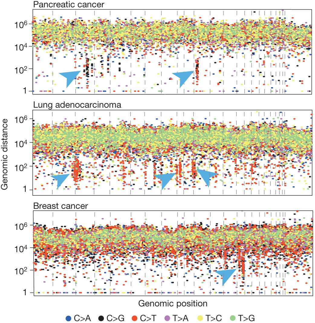 Figure 6: Kataegis in three cancers.