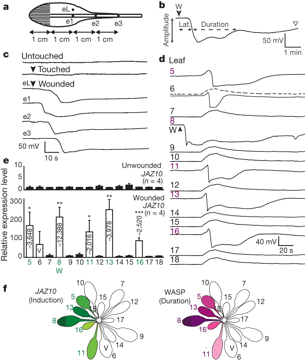 GLUTAMATE RECEPTOR-LIKE genes mediate leaf-to-leaf wound signalling | Nature