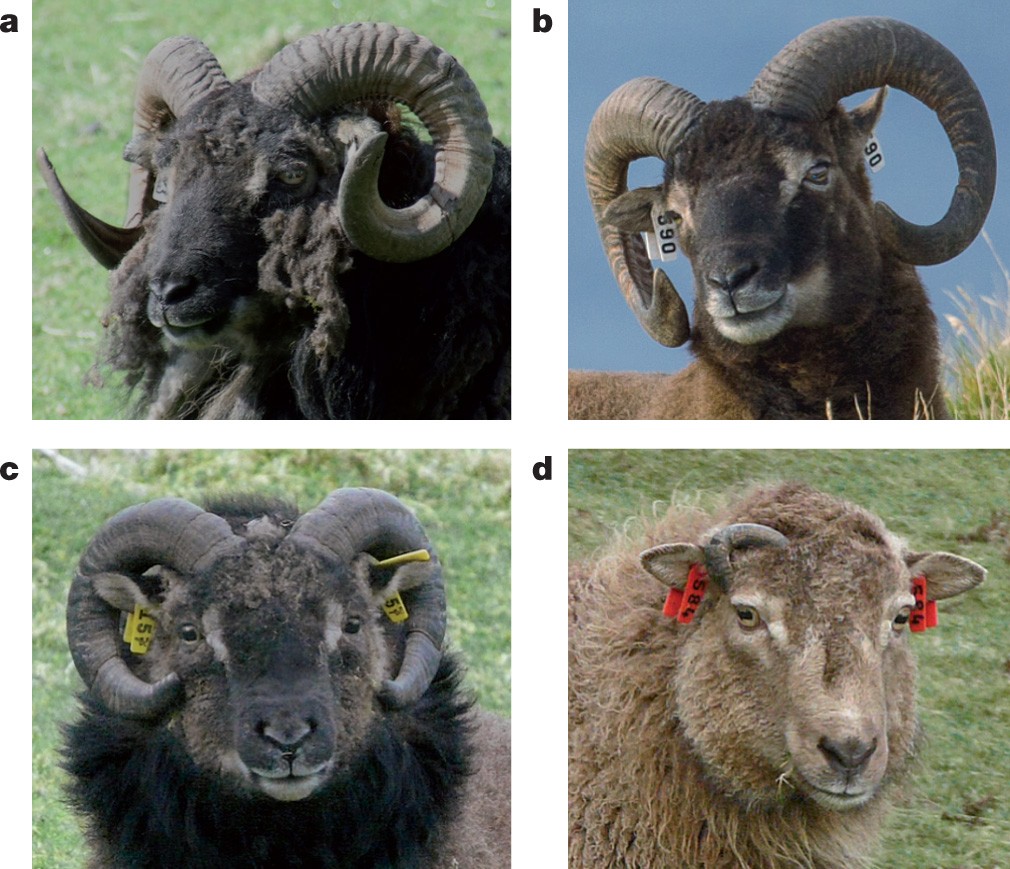 женский и мужской род животных. овечка в мужском роде. овца мужского рода. рогатый баран. овца породы калган.