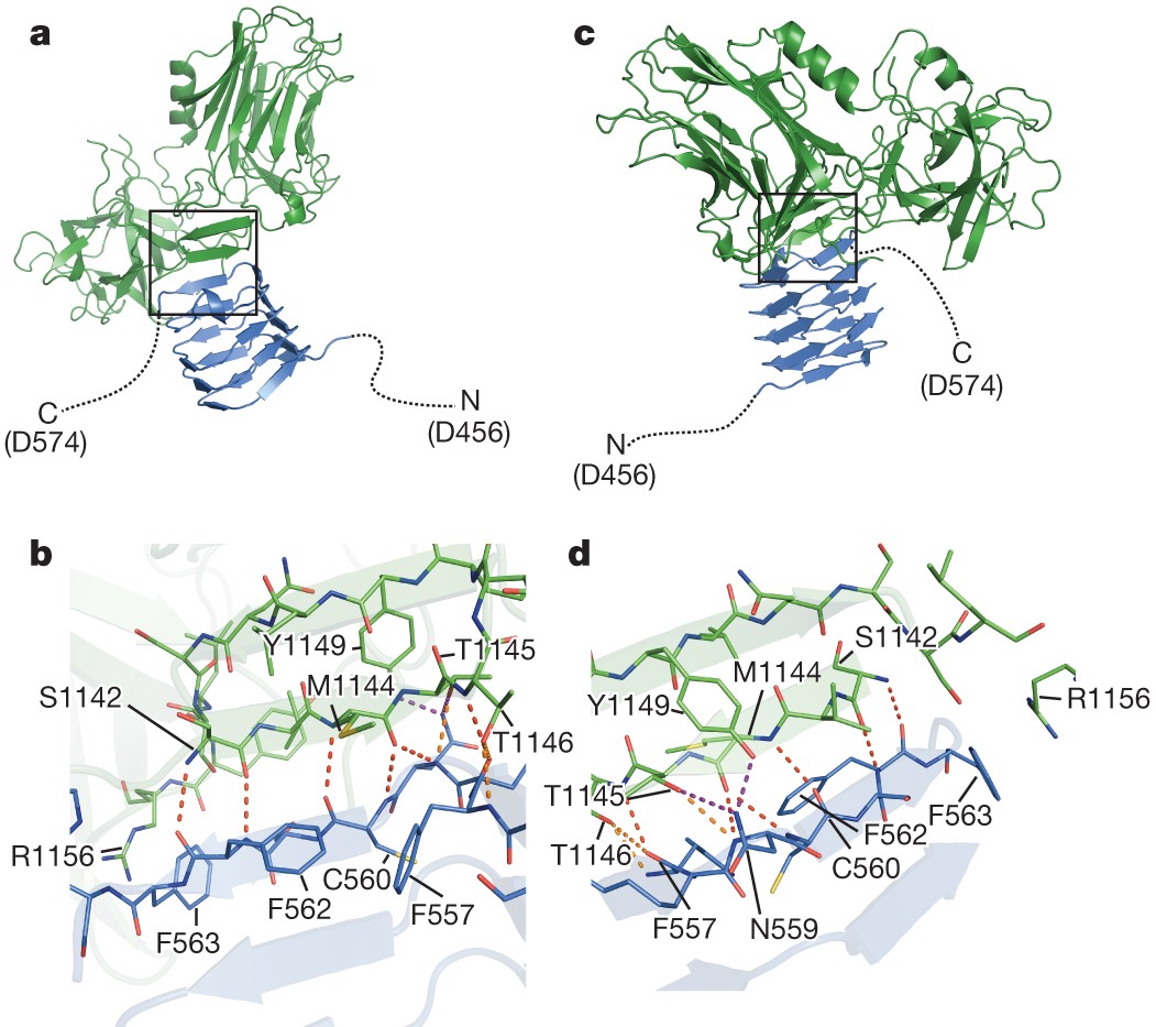 Structural basis for recognition of synaptic vesicle protein 2C by  botulinum neurotoxin A | Nature