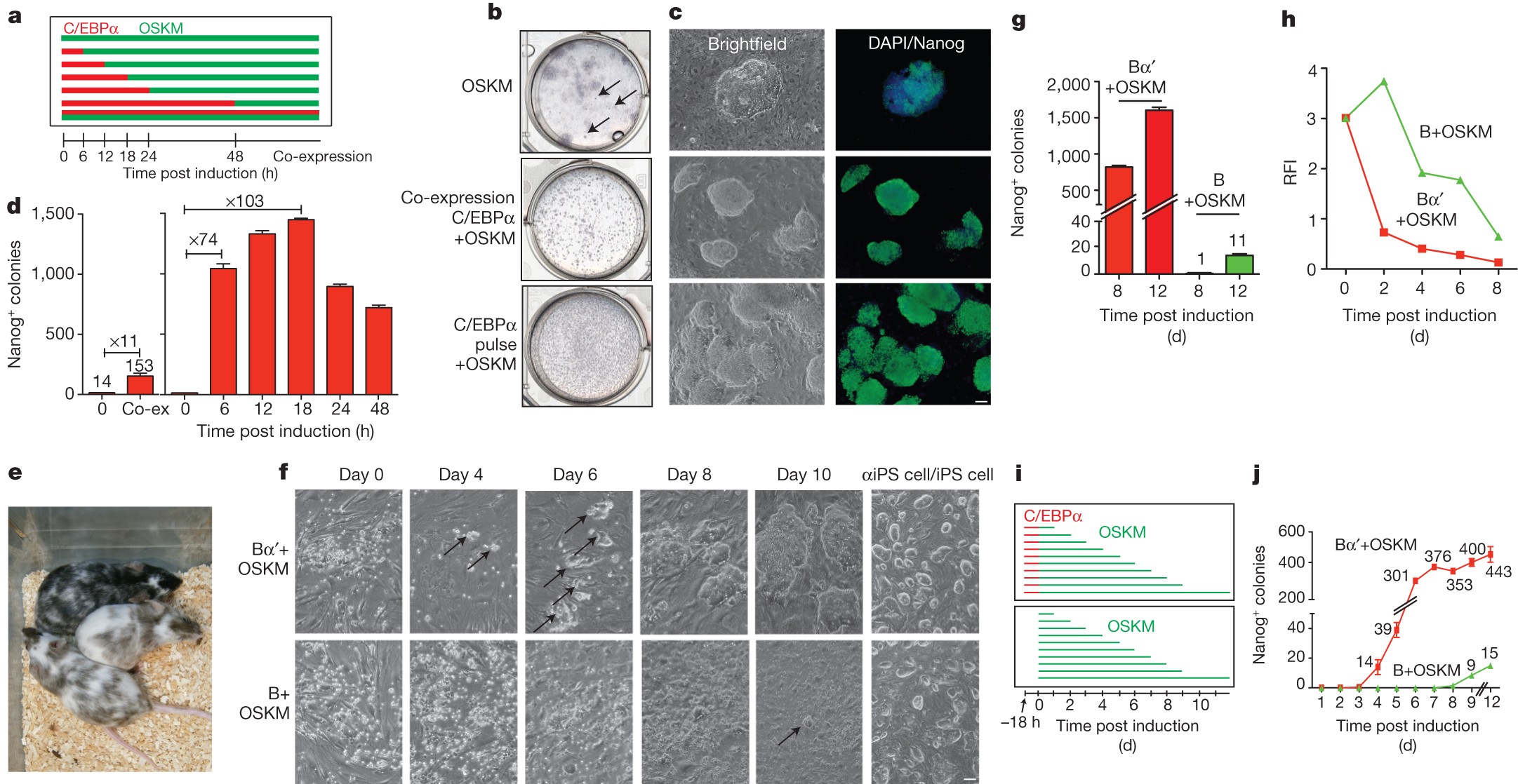 C/EBPα poises B cells for rapid reprogramming into induced pluripotent stem  cells | Nature