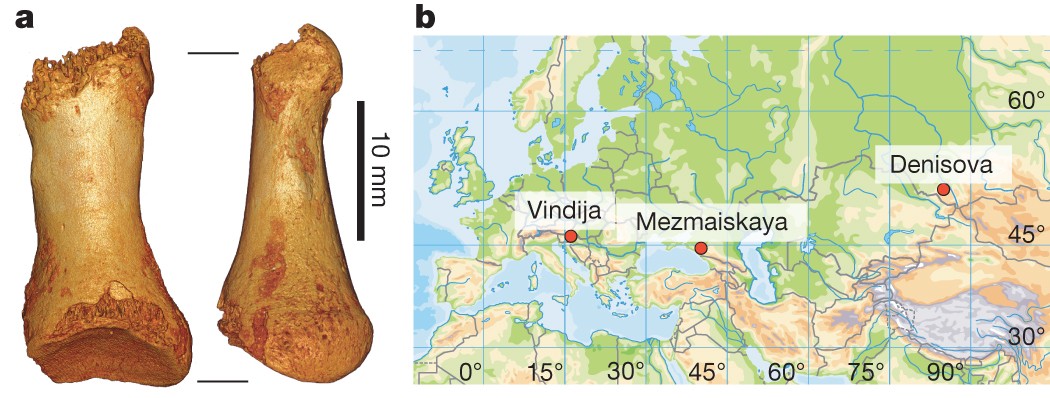 The Complete Genome Sequence Of A Neanderthal From The Altai Mountains Nature