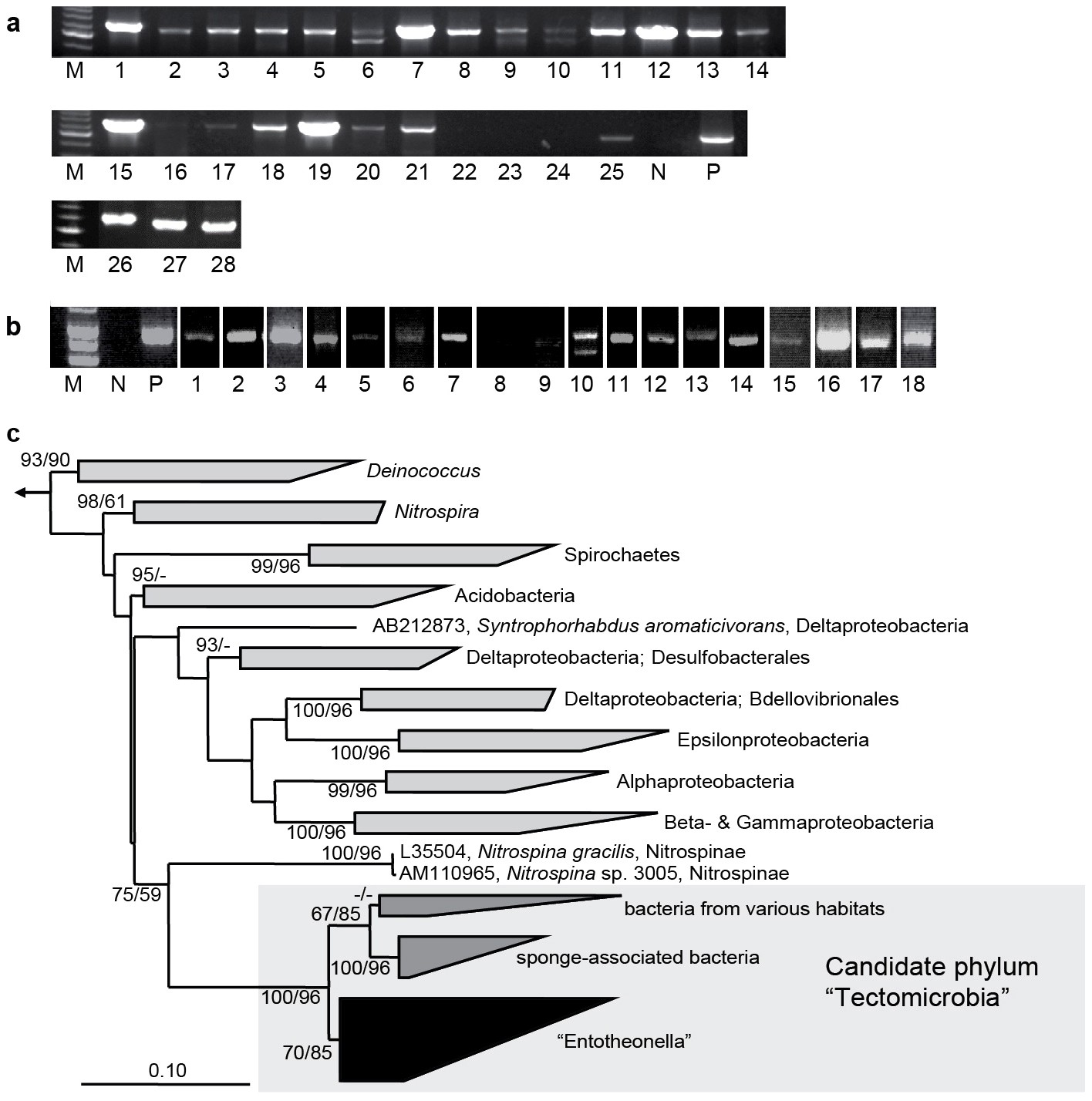 Extended Data Figure 9: 16S rRNA analysis and phylogeny of ‘Entotheonella’ spp. from various habitats.
