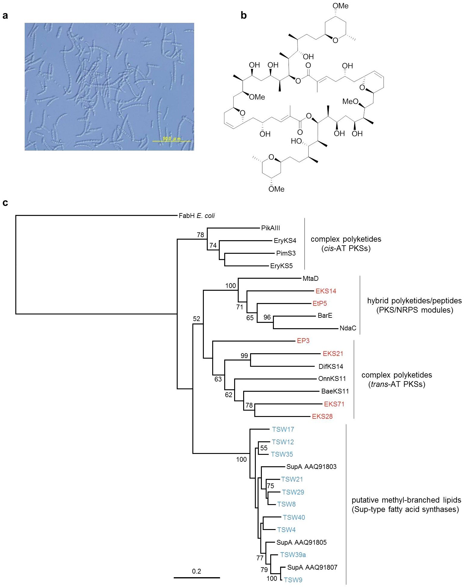 Extended Data Figure 10: Analysis of PKS genes in the misakinolide chemotype T. swinhoei W1.
