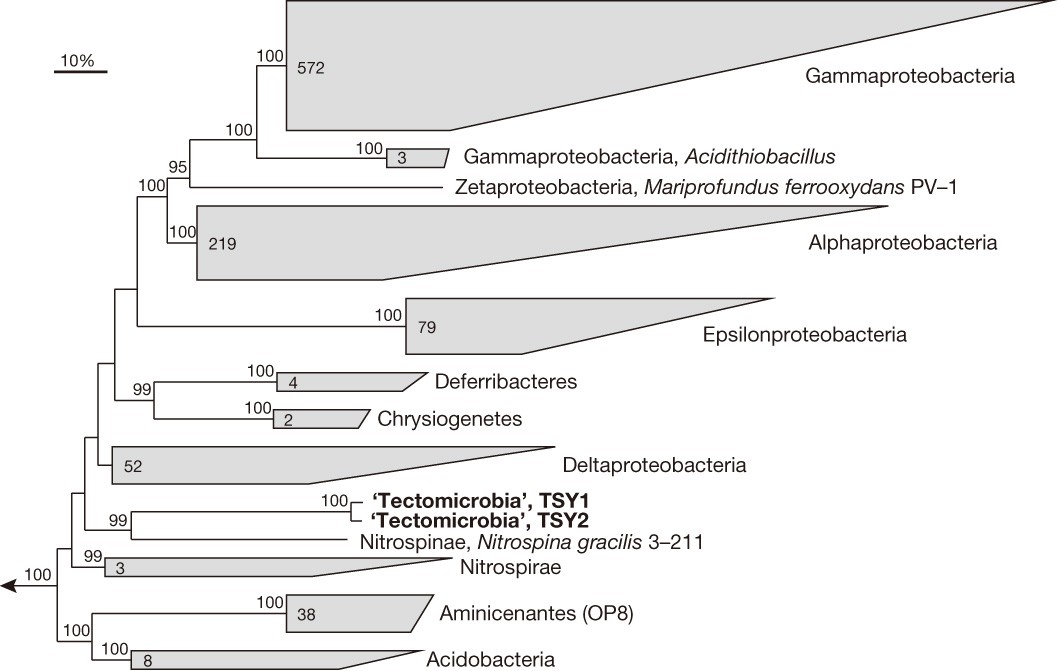 Figure 3: Phylogenetic inference of the ‘Tectomicrobia’ and affiliated phyla.