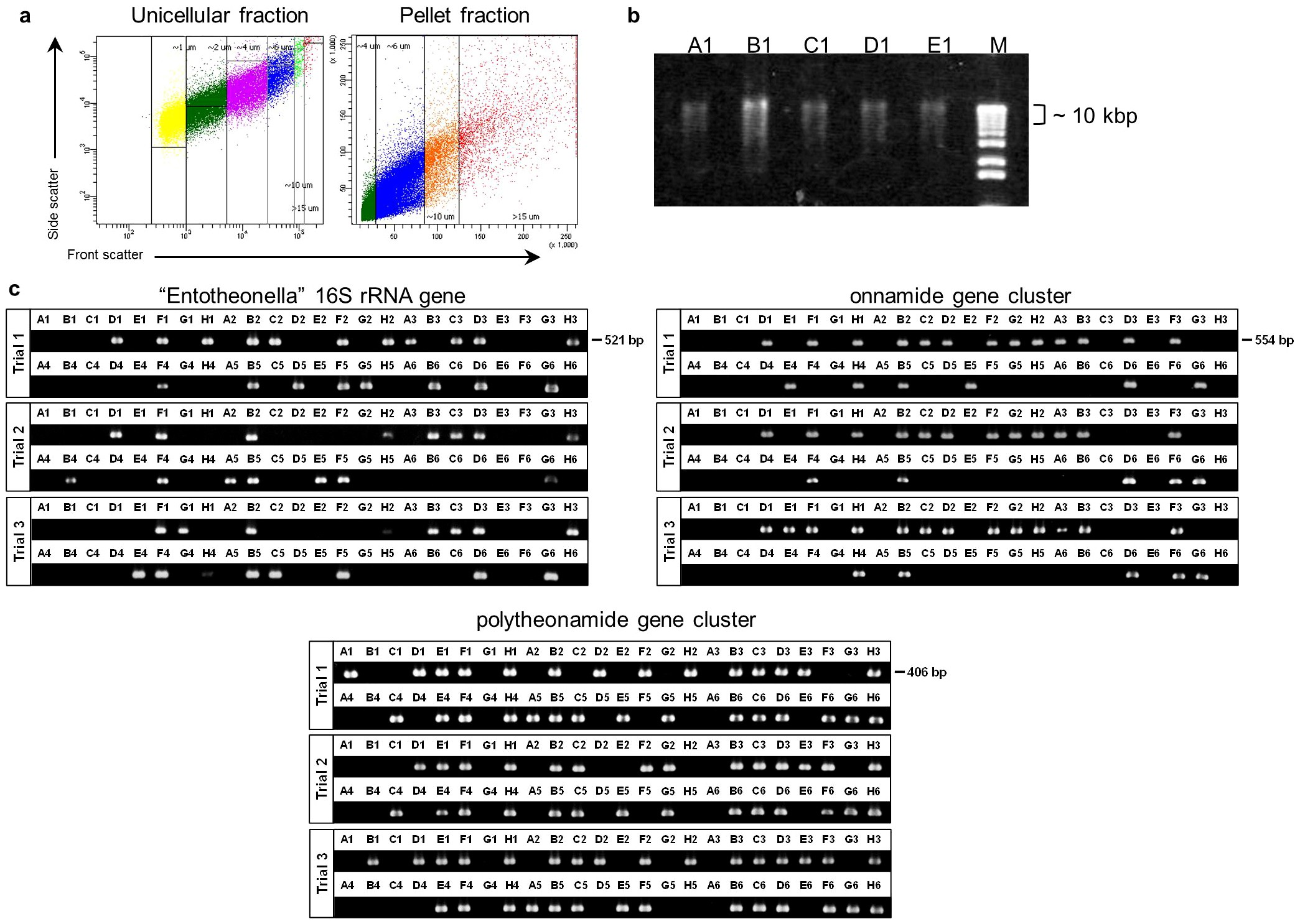 Extended Data Figure 1: Cell sorting of the sponge microbiome and single-cell or filament analysis.