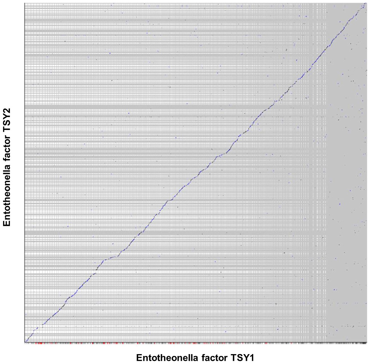 Extended Data Figure 3: Synteny analysis of TSY1 and TSY2.