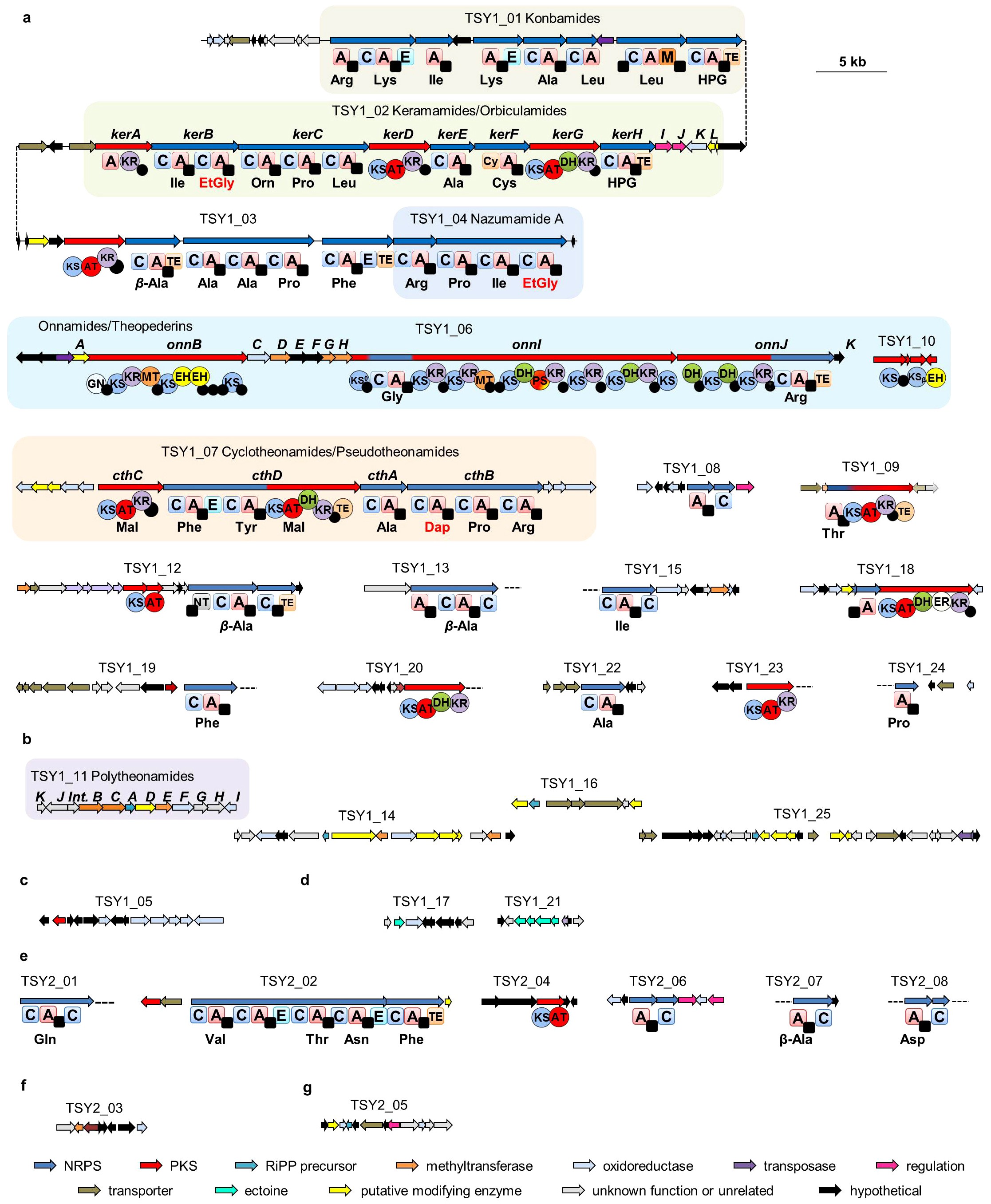 Extended Data Figure 4: Natural product biosynthetic gene loci from ‘Entotheonella factor TSY1’ and ‘Entotheonella factor TSY2’.