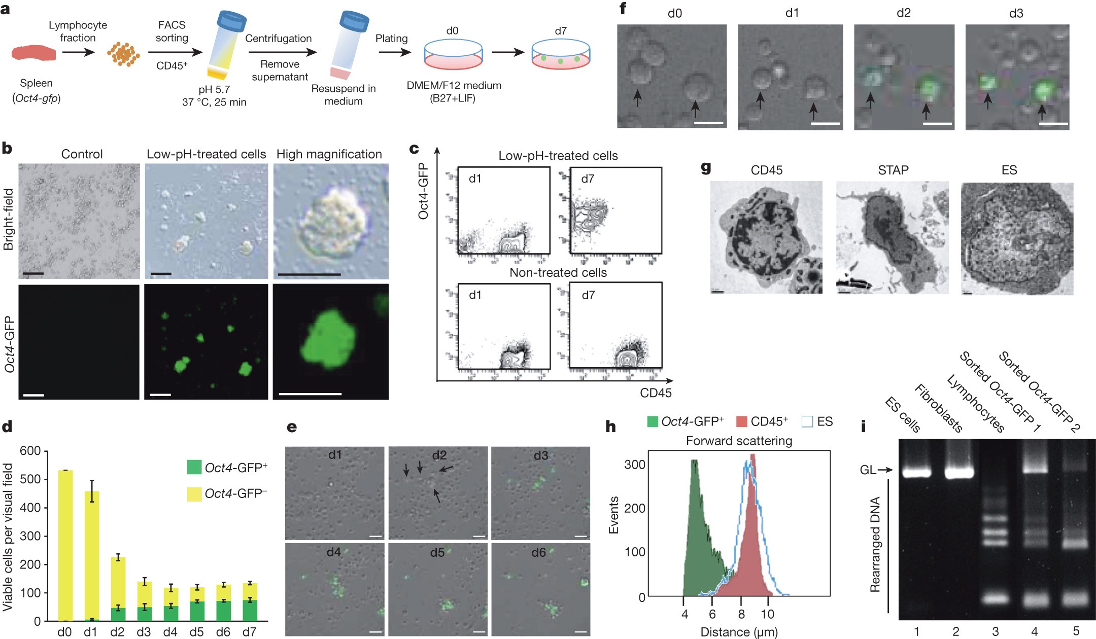 RIKEN team gives up on STAP cells, Science