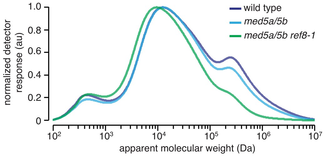 Extended Data Figure 6: High-molecular-weight lignin polymers are underrepresented in med5a/5b ref8-1 mutants.