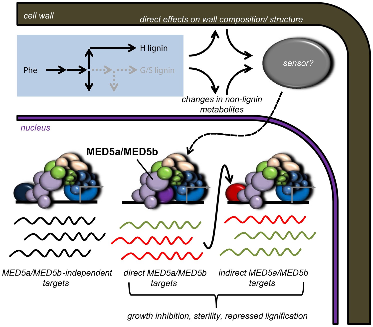 Extended Data Figure 9: A model for Mediator-dependent growth inhibition in Arabidopsis ref8 mutants.