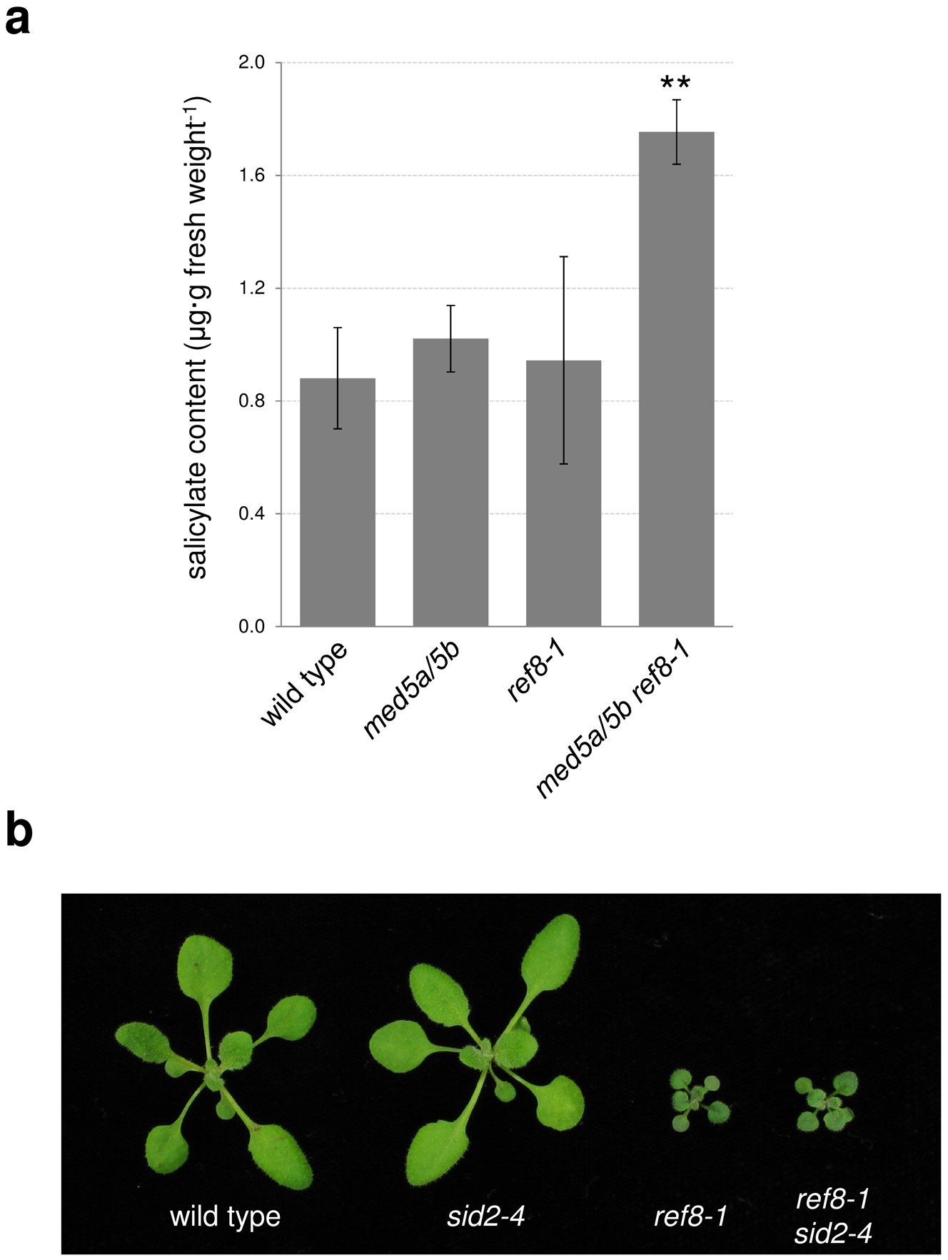 Extended Data Figure 10: med5a/5b ref8-1 mutants show elevated levels of salicylic acid and disruption of SID2 does not rescue the stunted growth of the ref8-1 mutant.