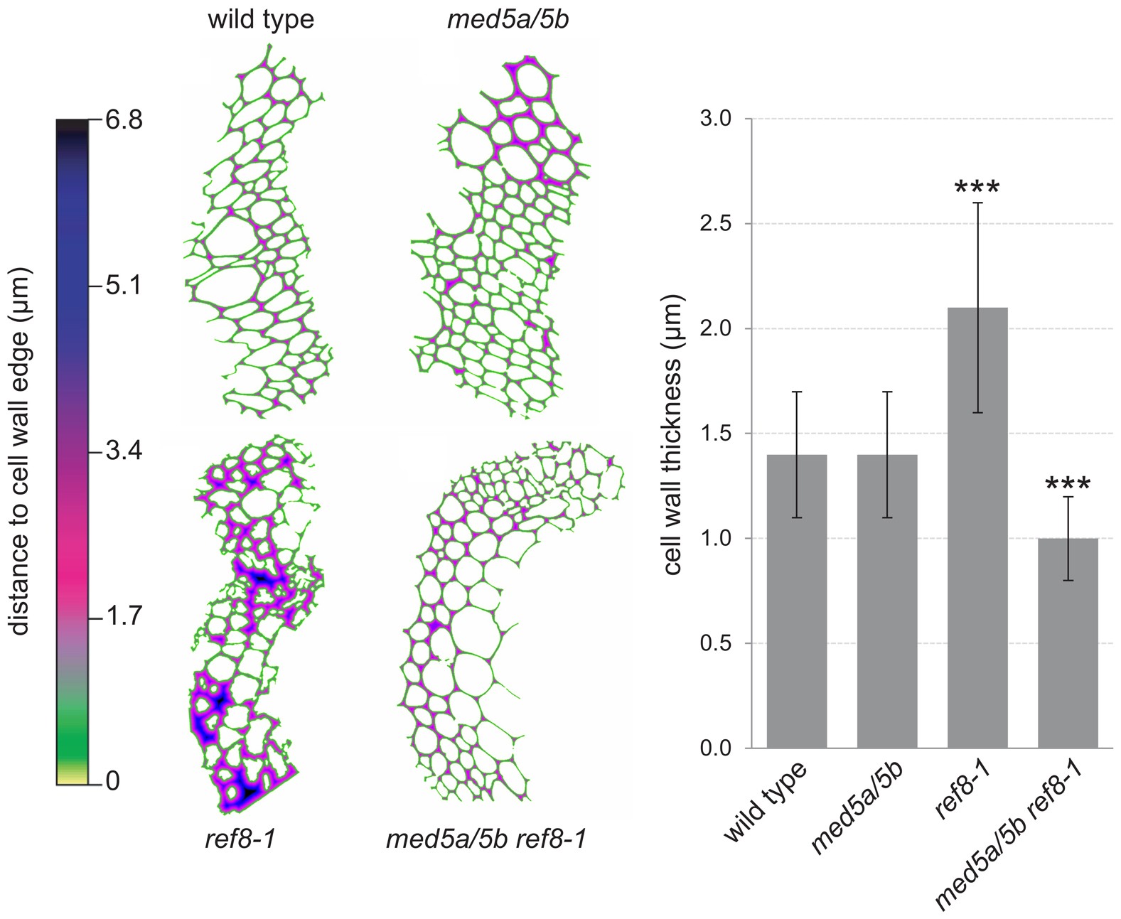 Extended Data Figure 4: ref8-1 mutants show thickening of the secondary cell wall that is rescued by disruption of MED5a/5b.