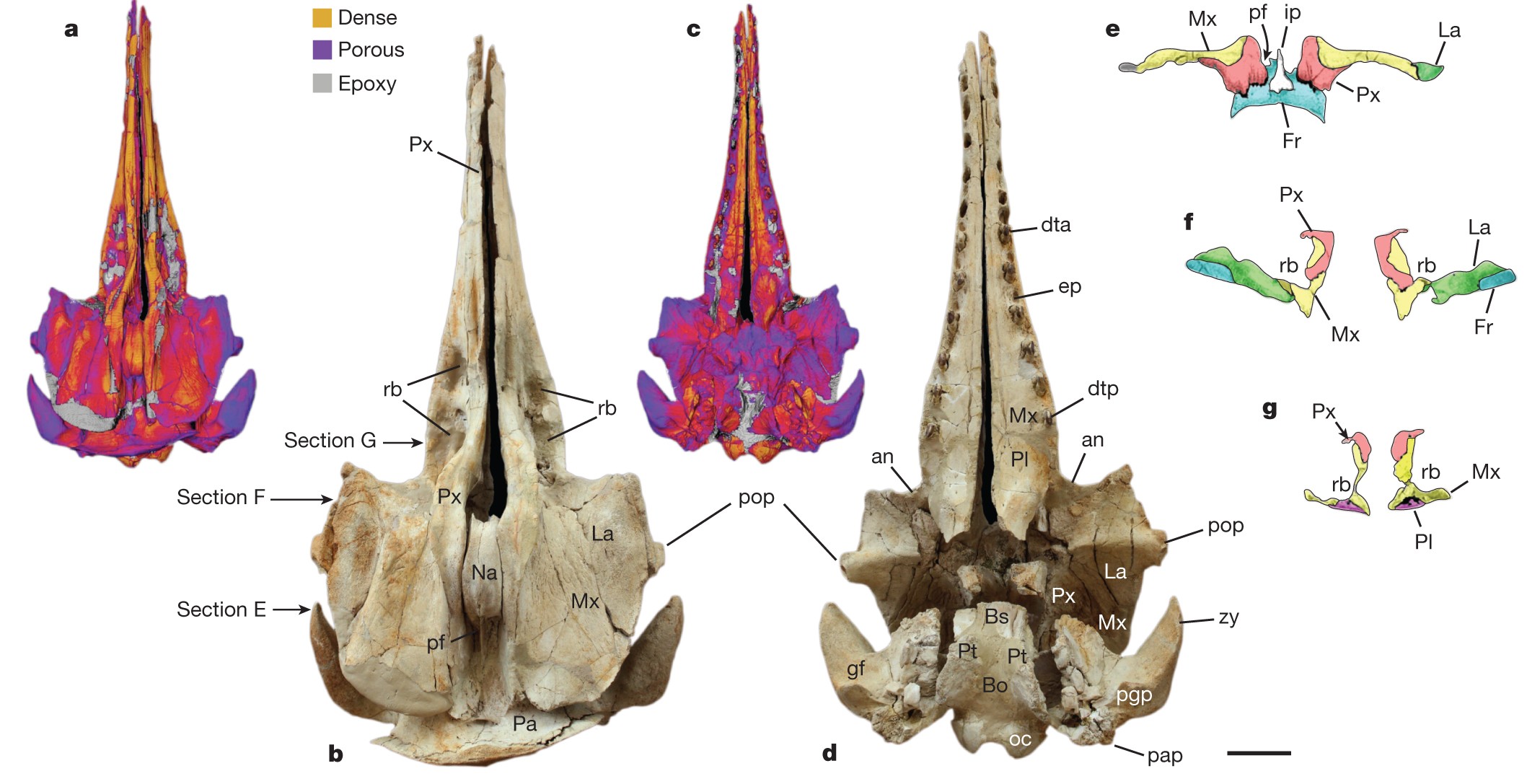 New specimens and species of the Oligocene toothed baleen whale