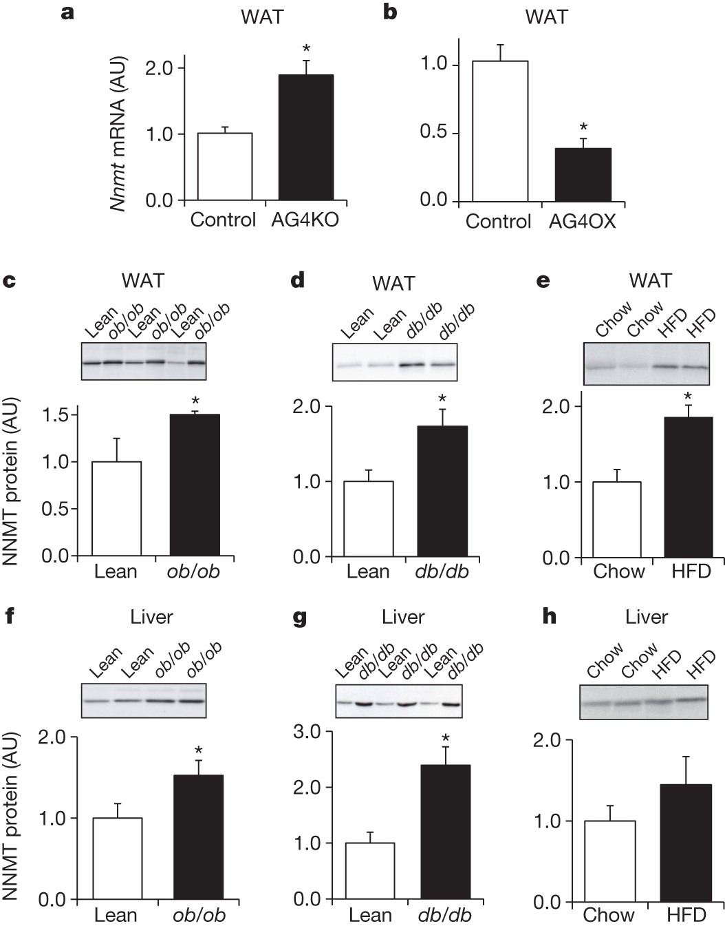 Adipose-specific SAT1 knockout mice develop late-onset obesity.