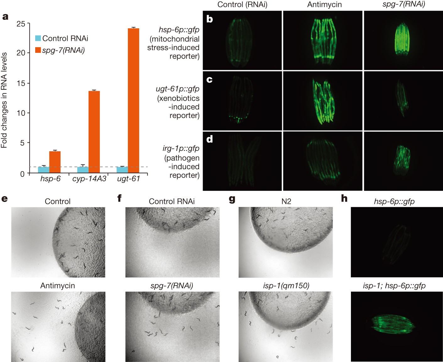 Rogue Mitochondria Turn Hermaphroditic Snails Female: Study