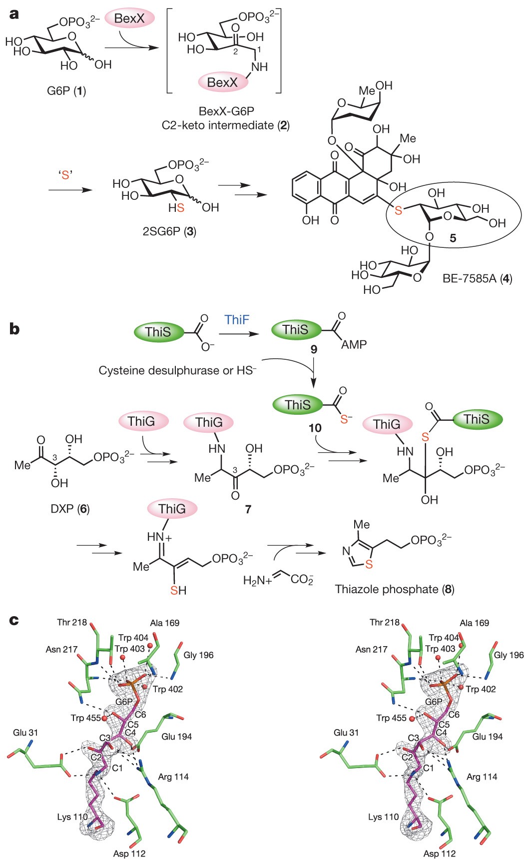 Co Opting Sulphur Carrier Proteins From Primary Metabolic Pathways For 2 Thiosugar Biosynthesis Nature Co Opting Sulphur Carrier Proteins From Primary Metabolic Pathways For 2 Thiosugar Biosynthesis Nature