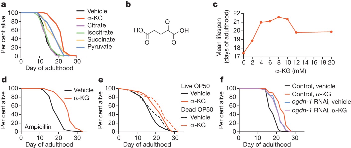 The Metabolite A Ketoglutarate Extends Lifespan By Inhibiting Atp