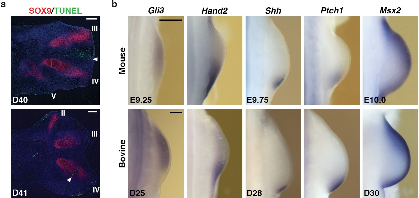 Extended Data Figure 2