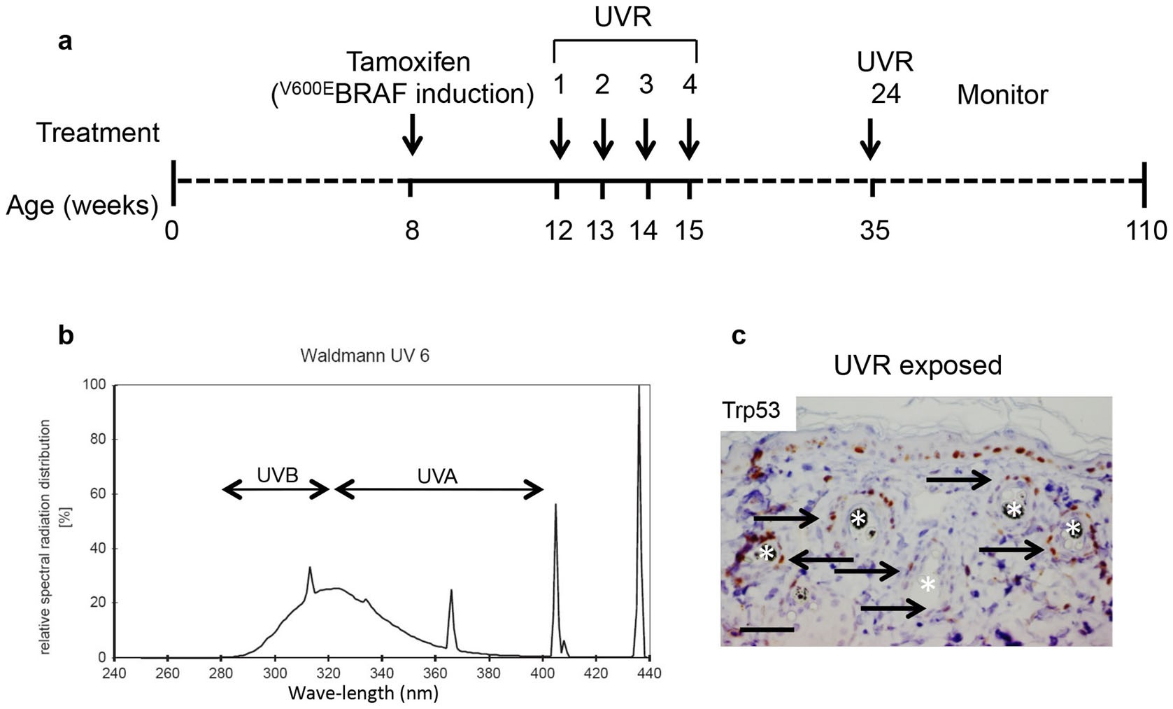 Extended Data Figure 1: Methodology and UVR spectrum.
