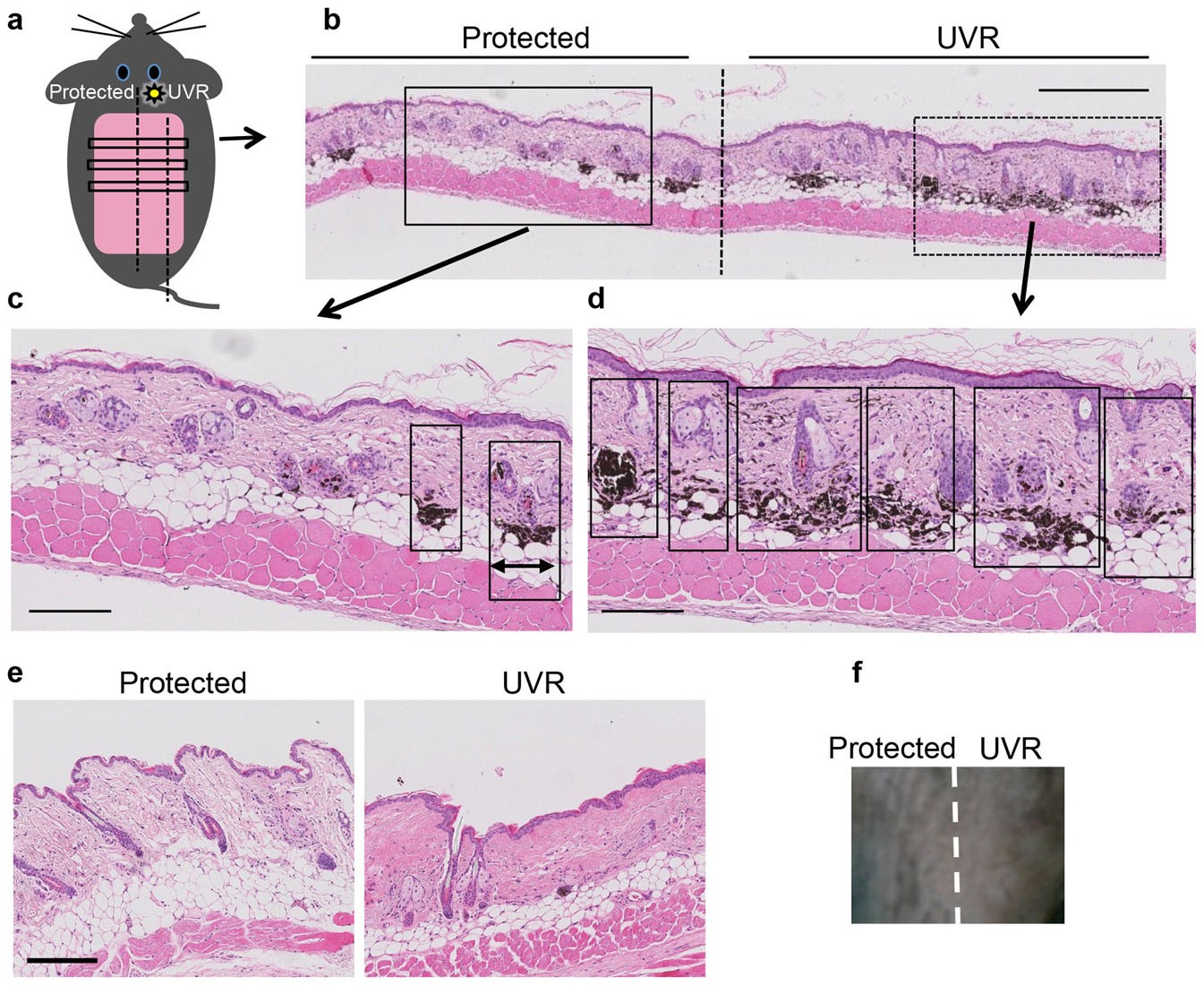 Extended Data Figure 3: UVR induces naevogenesis in BRAF(V600E) mice.